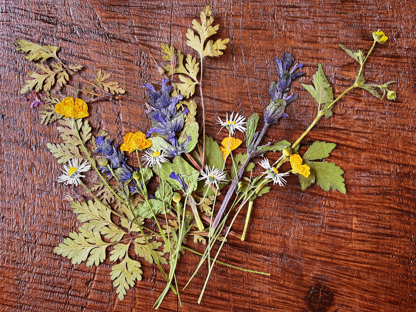 Pressing flowers in the microwave 1