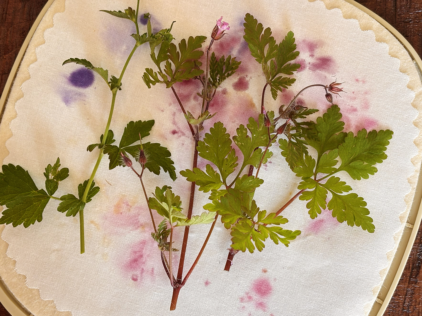 Pressing flowers in the microwave 2