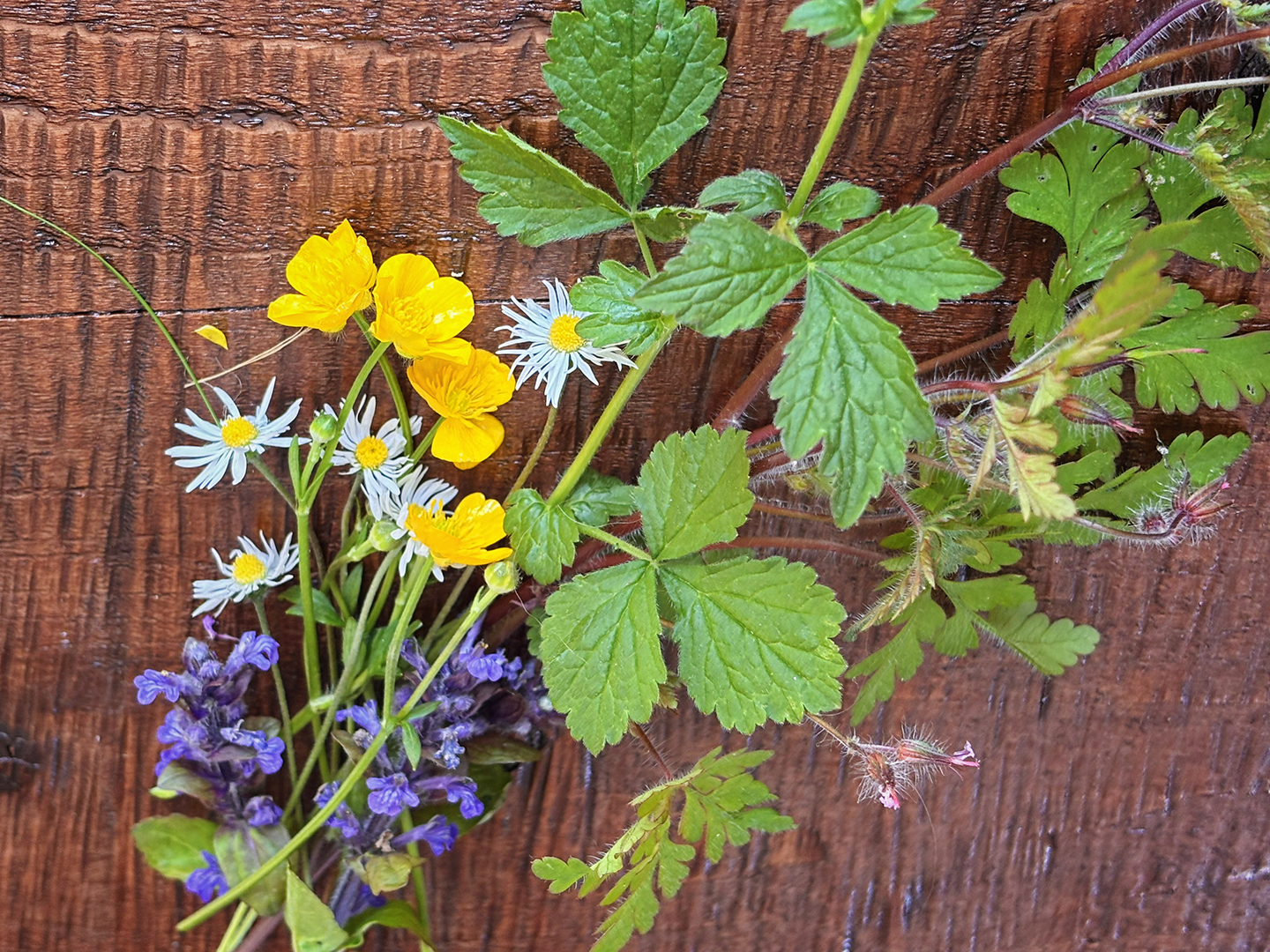 Pressing flowers in the microwave 3